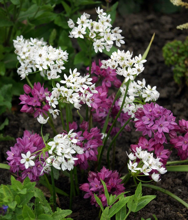 Dehner Blumenzwiebel 5 Monate Blütenpracht, 200 Stk. 5 Dehner Blumenzwiebel 5 Monate Blütenpracht, 200 Stk. - Image 3