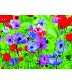 Dehner Blumenzwiebel 5 Monate Blütenpracht, 200 Stk. 17 Dehner Blumenzwiebel 5 Monate Blütenpracht, 200 Stk. -Günstig Gartenbedarf 6617286 WE MO 003 DehnerBlumenzwiebel5MonateBlumenpaket