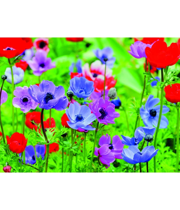 Dehner Blumenzwiebel 5 Monate Blütenpracht, 200 Stk. 6 Dehner Blumenzwiebel 5 Monate Blütenpracht, 200 Stk. - Image 4