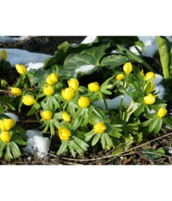 Dehner Blumenzwiebel 5 Monate Blütenpracht, 200 Stk. 18 Dehner Blumenzwiebel 5 Monate Blütenpracht, 200 Stk. -Günstig Gartenbedarf 6617286 WE MO 004 DehnerBlumenzwiebel5MonateBlumenpaket