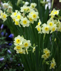 Dehner Blumenzwiebel 5 Monate Blütenpracht, 200 Stk. 19 Dehner Blumenzwiebel 5 Monate Blütenpracht, 200 Stk. -Günstig Gartenbedarf 6617286 WE MO 005 DehnerBlumenzwiebel5MonateBlumenpaket