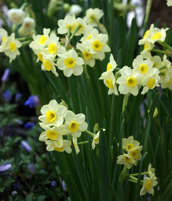 Dehner Blumenzwiebel 5 Monate Blütenpracht, 200 Stk. 8 Dehner Blumenzwiebel 5 Monate Blütenpracht, 200 Stk. - Image 6