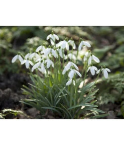 Dehner Blumenzwiebel 5 Monate Blütenpracht, 200 Stk. 20 Dehner Blumenzwiebel 5 Monate Blütenpracht, 200 Stk. -Günstig Gartenbedarf 6617286 WE MO 006 DehnerBlumenzwiebel5MonateBlumenpaket