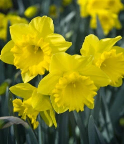 Dehner Blumenzwiebel 5 Monate Blütenpracht, 200 Stk. 21 Dehner Blumenzwiebel 5 Monate Blütenpracht, 200 Stk. -Günstig Gartenbedarf 6617286 WE MO 007 DehnerBlumenzwiebel5MonateBlumenpaket