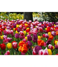 Dehner Blumenzwiebel 5 Monate Blütenpracht, 200 Stk. 24 Dehner Blumenzwiebel 5 Monate Blütenpracht, 200 Stk. -Günstig Gartenbedarf 6617286 WE MO 010 DehnerBlumenzwiebel5MonateBlumenpaket