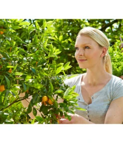 Floragard Zitrus- Und Mediterranpflanzenerde -Günstig Gartenbedarf 6624191 WE MO 001 FloragardZitruspflanzundMediterranpflanzenerde