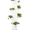 Gusta Garden Erdbeerbaum Sissi Strawberry Hanging, Ca. B27/H77/T27 Cm -Günstig Gartenbedarf 6627038 WE FS 001 SissiStrawberry