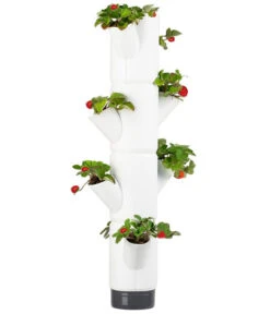 Gusta Garden Erdbeerbaum Sissi Strawberry Hanging, Ca. B27/H77/T27 Cm