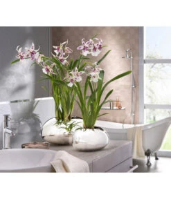 Scheurich Keramik-Übertopf Mirror Silver, Oval, Silber, Ca. B29/H14/T23 Cm -Günstig Gartenbedarf 6642029 PR MO 001 OrchideentopfMirrorSilber