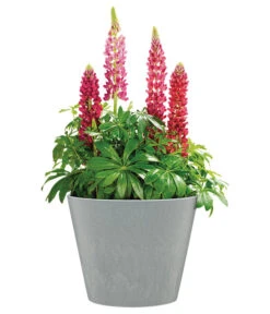 Scheurich Kunststoff-Topf Purista+, Rund -Günstig Gartenbedarf 6700488 WE FS 002 ScheurichKunststoffTopfPuristarund