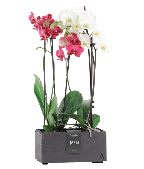 Climaqua Schiefer-Kasten Jardi, Rechteckig, Ca. B28/H13/T13 Cm 4 Climaqua Schiefer-Kasten Jardi, Rechteckig, Ca. B28/H13/T13 Cm - Image 2