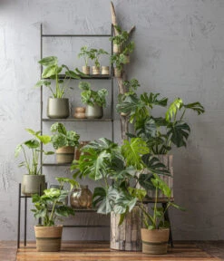 Fensterblatt - Monstera Deliciosa, Hydrokultur -Günstig Gartenbedarf 6924559 6904957 6924559 WE MO 001 Monstera