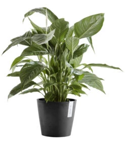 Ecopots Kunststoff-Topf Amsterdam Mit Wassersystem, Rund -Günstig Gartenbedarf 6949937 6949945 6949952 6949960 WE FS 002 EcopotsKunststoffTopfAmsterdammitWassersystemrunddunkelgrau