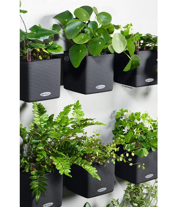 LECHUZA® CUBE Color Green Wall Home Kit, Ca. B48/H14/T15 Cm 5 LECHUZA® CUBE Color Green Wall Home Kit, Ca. B48/H14/T15 Cm - Image 3