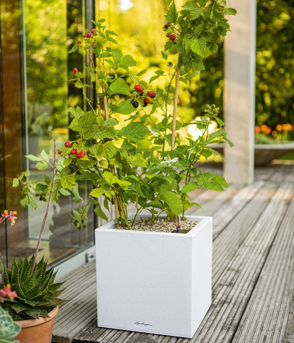 LECHUZA® Kunststoff-Topf Canto Stone, Eckig, Ca. B14/H13,5/T14 Cm 4 LECHUZA® Kunststoff-Topf Canto Stone, Eckig, Ca. B14/H13,5/T14 Cm - Image 2