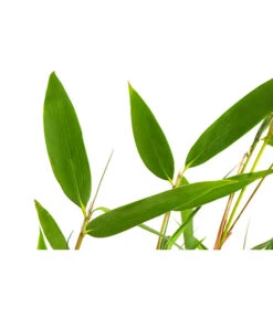 Schirmbambus -Günstig Gartenbedarf 7002678 PR DE 001 FargesiaNitidaBambus2LDehnerExpressHerzig