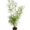 Schirmbambus 1 Schirmbambus -Günstig Gartenbedarf 7002678 PR FS 001 FargesiaNitidaBambus2LDehnerExpressHerzig