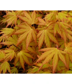 Fächerahorn 'Orange Dream' -Günstig Gartenbedarf 7007016 WE DE 002 AcerAhornOrangeDreamAllgreen