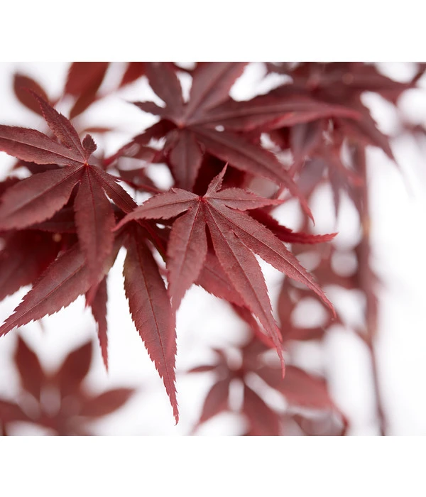 Roter Fächerahorn 'Bloodgood' 4 Roter Fächerahorn 'Bloodgood' - Image 2