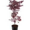 Roter Fächerahorn 'Bloodgood' 2 Roter Fächerahorn 'Bloodgood' -Günstig Gartenbedarf 7007081 WE FS 001 AcerPalmatumBloodGoodAhorn20LDehnerExpressZS