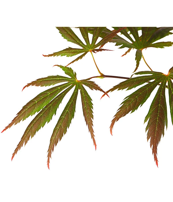 Fächerahorn 'Trompenburg' 4 Fächerahorn 'Trompenburg' - Image 2