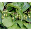 Kiwi 'Weiki®' -Günstig Gartenbedarf 7033830 PR DE 003 ActinidiaKiwiWeikiLucknerJuni2015Ret