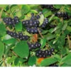 Apfelbeere, Aronia 'Viking' -Günstig Gartenbedarf 7045644 BildD 001 AroniaAroniaMelanocarpaViking