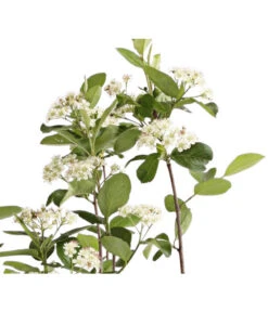Apfelbeere, Aronia 'Viking' 9 Apfelbeere, Aronia 'Viking' -Günstig Gartenbedarf 7045644 PR DE 001 AroniaMelanocarpaViking3LDehnerExpressHerzig