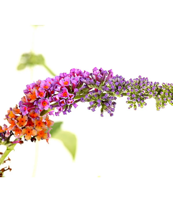 Sommerflieder 'Flower Power' 3 Sommerflieder 'Flower Power'