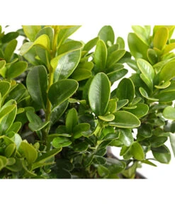 Buchs, 6er-Schale -Günstig Gartenbedarf 7083900 PR DE 001 BuxusSempervirens6erTrayDehnerExpressHerzig