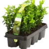Buchs, 6er-Schale 2 Buchs, 6er-Schale -Günstig Gartenbedarf 7083900 PR FS 002 BuxDehnerExpressHerzig