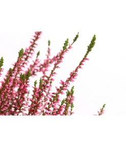 Knospenheide, Verschiedene Sorten -Günstig Gartenbedarf 7084932 WE DE 001 CallunaRenaKnospenheide