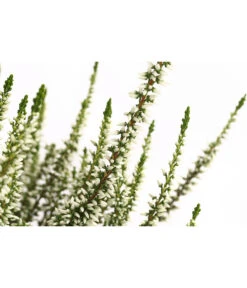 Knospenheide, Verschiedene Sorten -Günstig Gartenbedarf 7084932 WE DE 002 CallunaHelenaKnospenheide