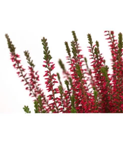 Knospenheide, Verschiedene Sorten -Günstig Gartenbedarf 7084932 WE DE 003 CallunaAngiKnospenheide