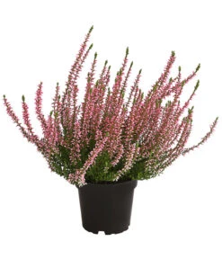 Knospenheide, Verschiedene Sorten -Günstig Gartenbedarf 7084932 WE FS 002 CallunaRenaKnospenheide