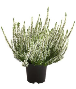 Knospenheide, Verschiedene Sorten -Günstig Gartenbedarf 7084932 WE FS 003 CallunaHelenaKnospenheide