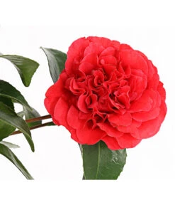 Kamelie, Rot -Günstig Gartenbedarf 7086671 WE DE 001 CamelliaKamelieJaponicaRot11CDehnerExpressHerzig