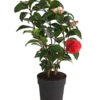 Kamelie, Rot -Günstig Gartenbedarf 7086671 WE FS 001 CamelliaKamelieJaponicaRot11CDehnerExpressHerzig