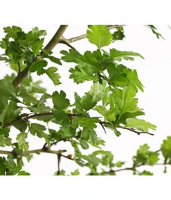 Echter Rotdorn 'Paul's Scarlet' -Günstig Gartenbedarf 7152432 WE DE 001 CrataegusLaevigataPaulsScarletRotdorn15LDehnerExpressHerzig