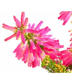 Beet- & Balkonset Heidenzauber, 6-teilig -Günstig Gartenbedarf 7172026 WE DE 004 EricaVerticitataT11