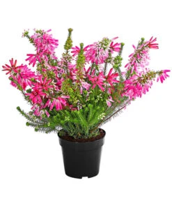 Beet- & Balkonset Heidenzauber, 6-teilig -Günstig Gartenbedarf 7172026 WE FS 001 EricaVerticitataT11Dehner