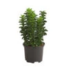 Säulen-Spindelstrauch 'Green Rocket' -Günstig Gartenbedarf 7177694 PR FS 001 EuonymusSpindelstrauchGreenRocket13cmRetDehnerExpressHerzig