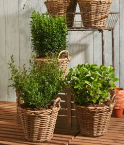 Säulen-Spindelstrauch 'Green Rocket' -Günstig Gartenbedarf 7177694 WE MO 001 Euonymus