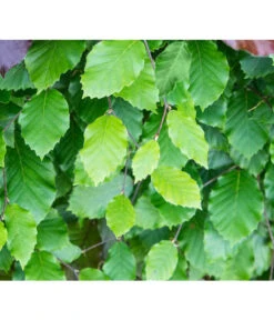 15 Meter Rotbuche, 60 X Ca. 125-150 Cm -Günstig Gartenbedarf 7185077 FagusSylvaticaDetailLuckner