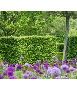 7 Meter Rotbuche, 20 X 175-200 Cm -Günstig Gartenbedarf 7185077 PR MO 002 FagusSylvaticaBucheLucknerHeckeOnlineKaufen 1