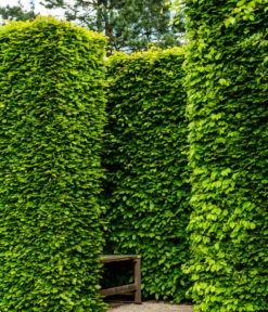 15 Meter Rotbuche, 60 X Ca. 125-150 Cm -Günstig Gartenbedarf 7185093 WE MO 002 RotbucheFagusSylvatica