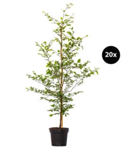 7 Meter Rotbuche, 20 X 175-200 Cm