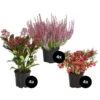 Grabpflanzen-Set Ewigkeit, 12-teilig -Günstig Gartenbedarf 7198955 WE FS 002 GrabpflanzensetEwigkeit