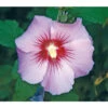 Hibiskus 'Maike' - Garten-Eibisch -Günstig Gartenbedarf 7212210 BildFS 001 HibiscusMaikeGartenEibischHibSyrMaike