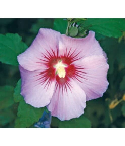 Hibiskus 'Maike' - Garten-Eibisch
